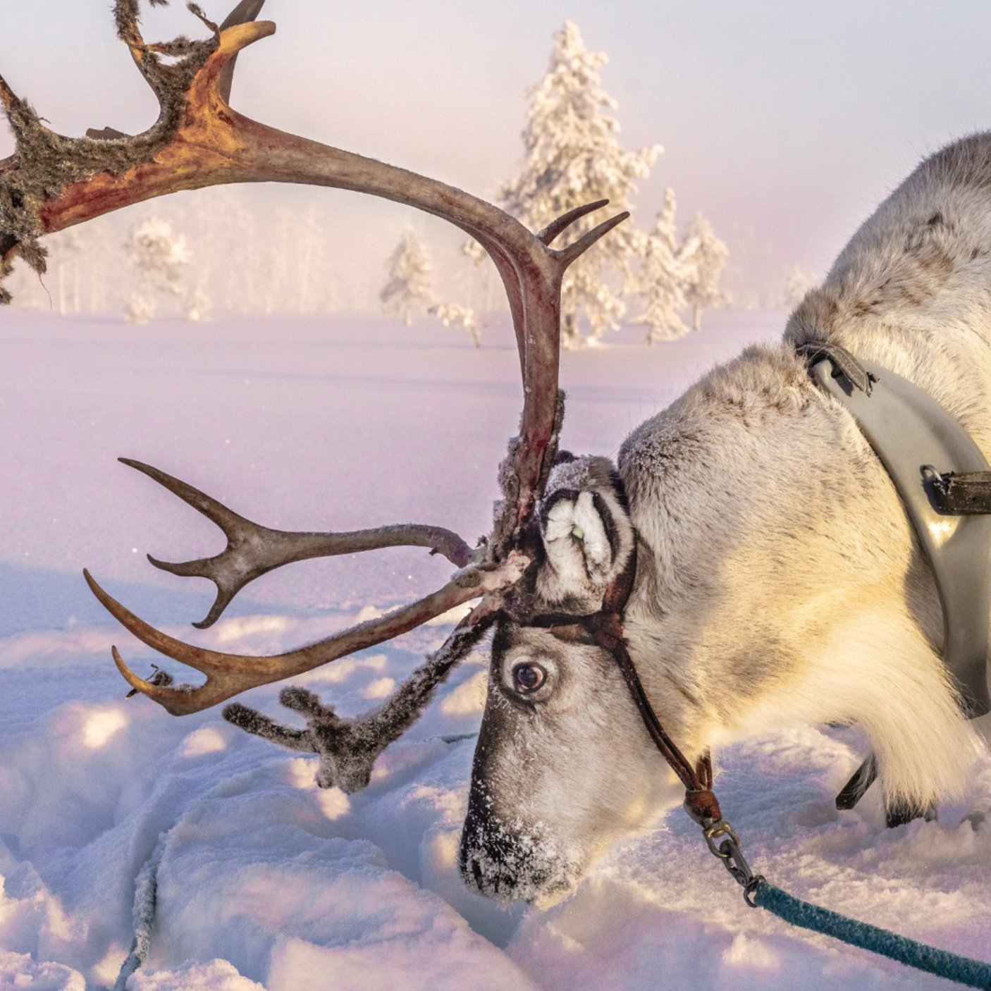 3 night Lapland Family Holiday for 4