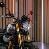 Royal Enfield Bear