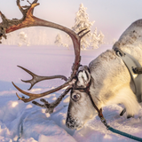 3 night Lapland Family Holiday for 4 + £1,000 - 26th Aug 25